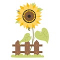 Beautiful blooming yellow sunflower behind wooden fence with grass. Vector illustration. Farm plant flower with leaves Royalty Free Stock Photo