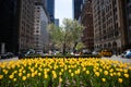 Yellow Tulips on Park Avenue during Spring on the Upper East Side of New York City