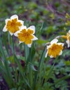 Beautiful blooming yellow-white daffodils in the evening diffused light Royalty Free Stock Photo