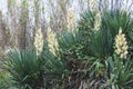 Beautiful blooming yucca filamentosa