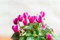 Beautiful blooms purple flower cyclamen close up