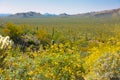 Arizona Saguaro National Park Wildflowers and Cactus Royalty Free Stock Photo