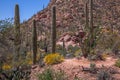 Arizona Saguaro National Park Wildflowers and Cactus Royalty Free Stock Photo