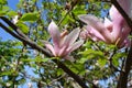 Beautiful bloomy magnolia tree with big pink flowers Royalty Free Stock Photo