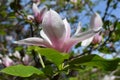 Beautiful bloomy magnolia tree with big pink flowers Royalty Free Stock Photo