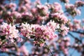 Beautiful blossom Apple Tree branches swaying in the wind in spring