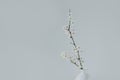 Beautiful blossom branches in a vase on a light grey background. Spring minimalistic concept Royalty Free Stock Photo