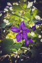 Amazing violet clematis, beautiful flowers background