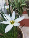 Beautiful blossom flower on raindrops on flower