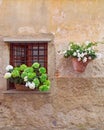 Beautiful blossom green and white flowers hands on the window of a home in an ancient building in Italy Royalty Free Stock Photo