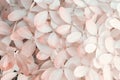 beautiful blossom of ivory-pink hydrangea background. macro shot Royalty Free Stock Photo