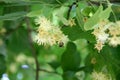 Beautiful blossom of lime tree Royalty Free Stock Photo