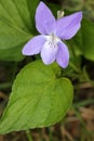A beautiful blossom of a little violet in springtime Royalty Free Stock Photo