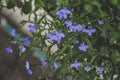 Lobelia garden flowers, tender blue flowers background, Royalty Free Stock Photo