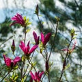 Beautiful blossom Magnolia Susan Magnolia liliiflora x Magnolia stellata with pink flower against blurred garden. Royalty Free Stock Photo