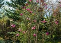 Beautiful blossom Magnolia Susan Magnolia liliiflora x Magnolia stellata with pink flower against blurred garden. Royalty Free Stock Photo