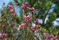 Beautiful blossom Magnolia Susan Magnolia liliiflora x Magnolia stellata with pink flower against blurred spring garden Royalty Free Stock Photo