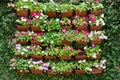Beautiful fence or wall decoration background by colorful petunia flowers in pot Royalty Free Stock Photo