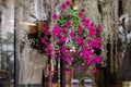 Beautiful fence or wall decoration background by colorful petunia flowers in pot Royalty Free Stock Photo