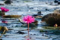Beautiful blossom pink lotus flower  water lily  on the lotus pond Royalty Free Stock Photo