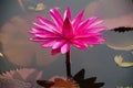 Beautiful blossom pink lotus flower  water lily  on the lotus pond Royalty Free Stock Photo