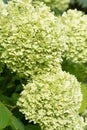 beautiful blossom of pistachio green hydrangea at cloudy day. close up