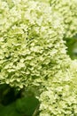 beautiful blossom of pistachio green hydrangea at cloudy day. close up