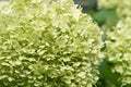 beautiful blossom of pistachio green hydrangea at cloudy day. close up