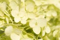 beautiful blossom of pistachio green hydrangea at summer day. macro