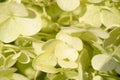 beautiful blossom of pistachio green hydrangea at summer day. macro