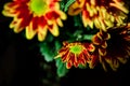 Beautiful blossom red mums or chrysanthemum flowers on dark background Royalty Free Stock Photo