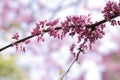 Beautiful blossom sakura in spring time. Nature scene with blooming twig, pink flowers on blurred background