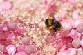 beautiful blossom of soft pink hydrangea with working bumblebee at sunny day. close up