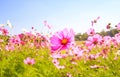 Beautiful blossom spring with blue sky