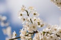 Beautiful blossom spring floral branches on a light blue sky background with a nice light and shadow image