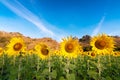 Beautiful blossom sunflower scene in organic field of sunflower before harvest in agriculture with clear blue sky before sunset Royalty Free Stock Photo