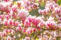 Beautiful Blossom Tree of Magnolia With Pink Flowers in the Park in Spring Prague Royalty Free Stock Photo