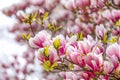 Beautiful Blossom Tree of Magnolia With Pink Flowers in the Park in Spring Prague Royalty Free Stock Photo