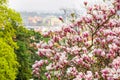 Beautiful Blossom Tree of Magnolia With Pink Flowers in the Park in Spring Prague Royalty Free Stock Photo