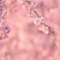 Beautiful blossom tree. Nature scene with sun on Sunny day. Spring flowers. Abstract blurred background in Springtime Royalty Free Stock Photo