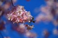 Beautiful blossom tree. Nature scene with sun on Sunny day. Spring flowers. Abstract blurred background in Springtime Royalty Free Stock Photo