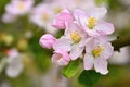 Beautiful blossom tree. Nature scene with sun on Sunny day. Spring flowers. Abstract blurred background in Springtime Royalty Free Stock Photo