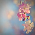 Beautiful blossom tree. Nature scene with sun on Sunny day. Spring flowers. Abstract blurred background in Springtime Royalty Free Stock Photo