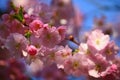 Beautiful blossom tree. Nature scene with sun in Sunny day. Spring flowers. Abstract blurred background in Springtime Royalty Free Stock Photo