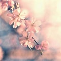 Beautiful blossom tree. Nature scene with sun on Sunny day. Spring flowers. Abstract blurred background in Springtime. Royalty Free Stock Photo