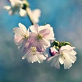 Beautiful blossom tree. Nature scene with sun on Sunny day. Spring flowers. Abstract blurred background in Springtime. Royalty Free Stock Photo