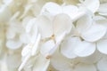 Beautiful blossom of white Hydrangea / Hortensia in a garden, close up. A lot of white small flowers. Great for printed , card,
