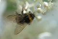 beautiful blossom of white hydrangea with working bumblebee at sunny day. macro, wild life