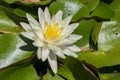 Beautiful blossom of white Nymphaea tetragona