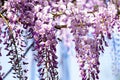 Beautiful blossom of wisteria,closeup.Flying bee near it.Traditional japanese flower.Purple flowers with blue sky on the backround Royalty Free Stock Photo